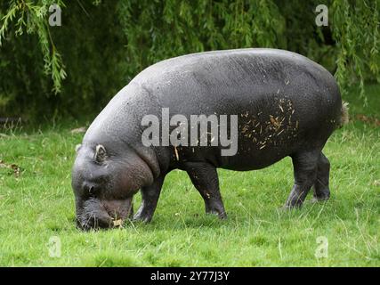 L'hippopotame pygmée ou hippopotame pygmée, Choeropsis liberiensis, est un petit hippopotamide originaire des forêts et des marais d'Afrique de l'Ouest. Banque D'Images
