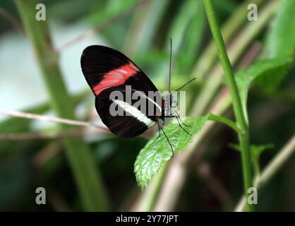 Papillons de facteur, Heliconius melpomene, Nymphalidae. Amérique du Sud. Banque D'Images