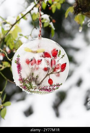 Décoration extérieure d'hiver en glace avec des hanches de rose rouge gelé et des brindilles de fleur de bruyère violettes suspendues à la branche d'un arbre à l'extérieur Banque D'Images