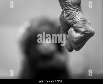 Poing serré d'un homme en colère avec la figure d'une femme cowering floue en arrière-plan. Banque D'Images