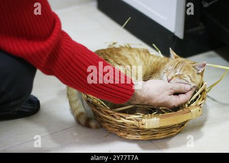 L'homme caresse mignon chat gingembre dormant dans le panier. Moelleux animal a une sieste avec plaisir. Concept sur les animaux de compagnie et l'amour pour eux Banque D'Images