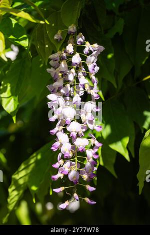 Wisteria in flower (vitré, Ille-et-Vilaine, Bretagne, France) Banque D'Images