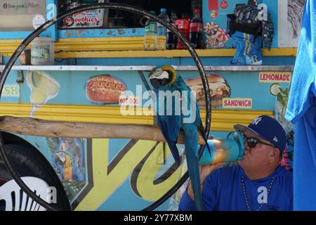 Perroquet jaune et bleu et vendeur en casquette et t-shirt sur Aruba. Banque D'Images