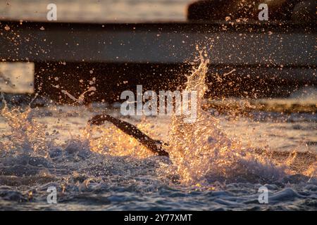 Le soir water polo comme le soleil se couche à Cabcat, Croatie Banque D'Images