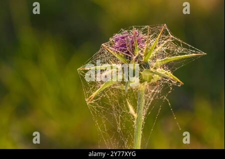 Floraison de la fleur de chardon-Marie (Silybum ou Carduus marianum) Banque D'Images
