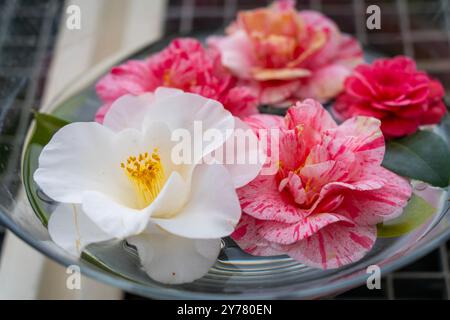 Fleurs de camélia flottant dans un bol en verre Banque D'Images