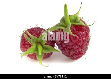 Deux framboises isolées sur fond blanc en gros plan Banque D'Images