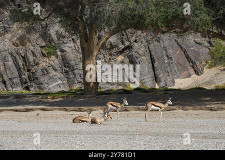 Springboks angolais (Antidorcas angolensis) dans la rivière sèche Hoanib, Kaokoveld, région de Kunene, Namibie, Afrique Banque D'Images