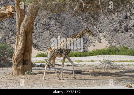 Girafe d'Angola (Giraffa camelopardalis angolensis) dans la rivière sèche Hoanib, Kaokoveld, région de Kunene, Namibie, Afrique Banque D'Images