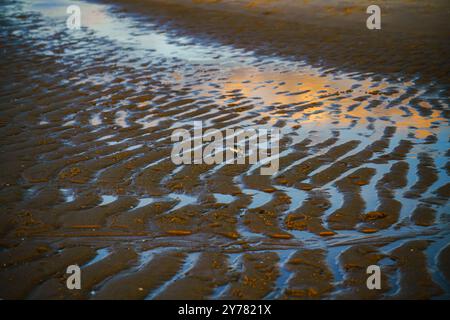 Coucher de soleil doré se reflétant sur un rivage calme avec un oiseau marchant au bord de l'eau. Banque D'Images