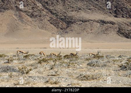 Springboks d'Angola (Antidorcas angolensis) dans la rivière sèche de Ganamub, Kaokoveld, région de Kunene, Namibie, Afrique Banque D'Images