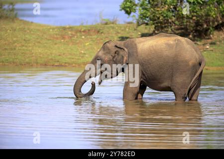 Éléphant d'Asie (Elephas maximus maximus), éléphant du Sri Lanka, mâle adulte dans l'eau, boire, Parc national d'Udawalawe, Sri Lanka, Asie Banque D'Images