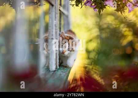 un petit chaton curieux se promène le long de la corniche d'une maison de village dans le jardin parmi les fleurs par une journée ensoleillée d'été Banque D'Images