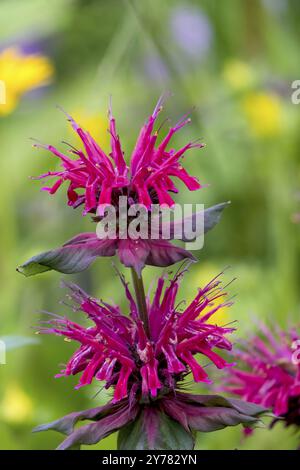 Baume doré (Monarda didyma), également connu sous le nom d'ortie indienne ou de scarlatine monard, Rhénanie du Nord-Westphalie, Allemagne, Europe Banque D'Images