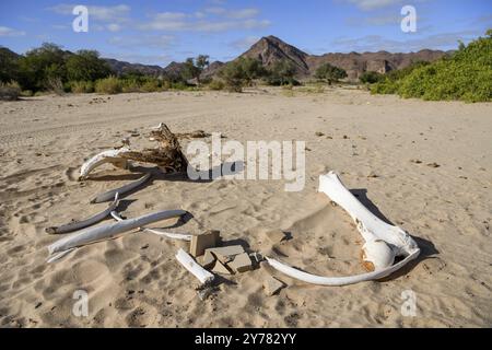 OS d'éléphant (Loxodonta africana) dans la rivière sèche Hoanib, Kaokoveld, région de Kunene, Namibie, Afrique Banque D'Images