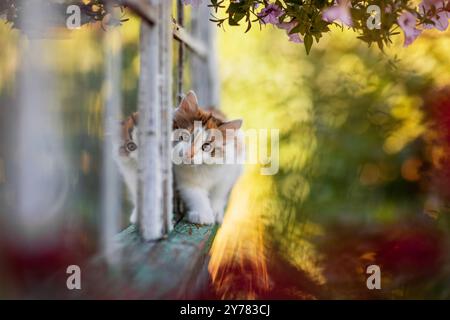 un petit chaton curieux se promène le long de la corniche d'une maison de village dans le jardin parmi les fleurs par une journée ensoleillée d'été Banque D'Images