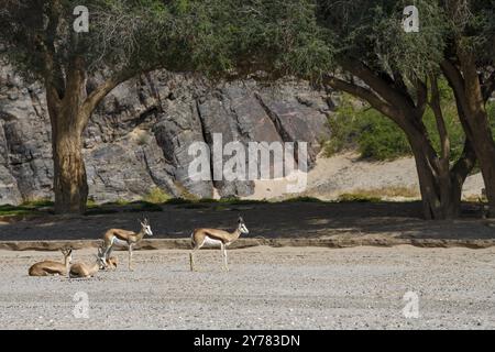 Springboks angolais (Antidorcas angolensis) dans la rivière sèche Hoanib, Kaokoveld, région de Kunene, Namibie, Afrique Banque D'Images