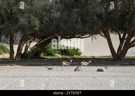 Springboks angolais (Antidorcas angolensis) dans la rivière sèche Hoanib, Kaokoveld, région de Kunene, Namibie, Afrique Banque D'Images