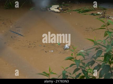 Katmandou, Népal. 28 septembre 2024. Un autocuiseur est emporté par la rivière Bagmati inondée. Les inondations et les glissements de terrain sont causés par de fortes pluies continues dans la ville de Katmandou. (Photo de Bivas Shrestha/SOPA images/Sipa USA) crédit : Sipa USA/Alamy Live News Banque D'Images