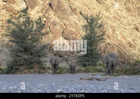 Éléphants du désert (Loxodonta africana) dans la rivière sèche Hoanib, Kaokoveld, région de Kunene, Namibie, Afrique Banque D'Images