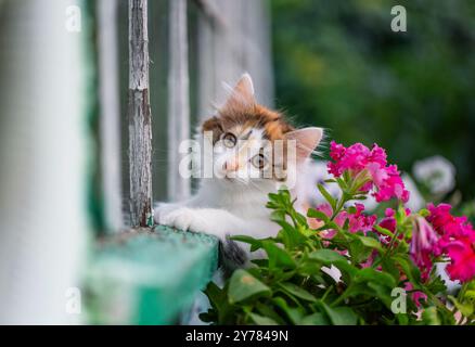 un petit chaton curieux est assis sur la corniche d'une maison de village dans le jardin parmi des pots de fleurs et regarde de l'un sur une journée ensoleillée d'été Banque D'Images