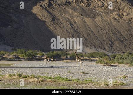 Girafes d'Angola (Giraffa camelopardalis angolensis) dans la rivière sèche Hoanib, Kaokoveld, région de Kunene, Namibie, Afrique Banque D'Images