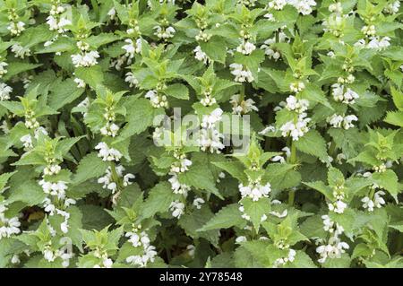 Ortie fleurie dans le pré, fond floral, plantes vertes en fleurs Banque D'Images