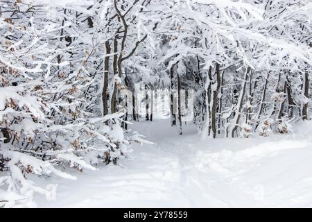 Branches enneigées et chemin sous les arbres. Magnifique hiver blanc neige dans la forêt Banque D'Images
