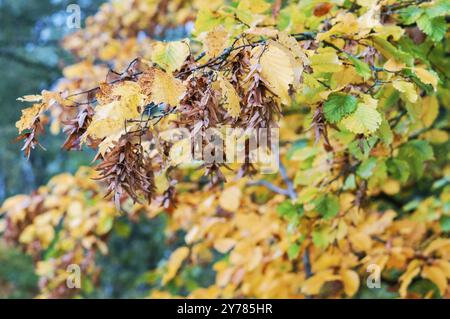 Feuilles d'arbres jaunies et rougies, paysage d'automne Banque D'Images