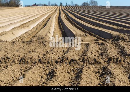 Champ labouré au printemps, sillons lisses de terres agricoles Banque D'Images