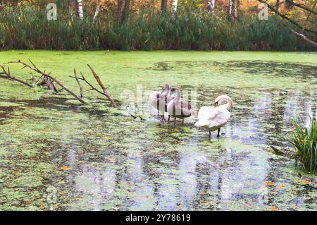 Famille de cygnes sur l'étang, cygnes dans la nature Banque D'Images