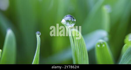 Des gouttes de rosée sur les extrémités d'une feuille d'herbe, de la rosée matinale sur le blé Banque D'Images