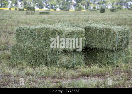 Des balles carrées de foin de luzerne pour les bovins sont en place sur le terrain Banque D'Images