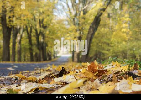 Hêtres en automne, arbres aux feuilles jaunies sur le bord de la route Banque D'Images