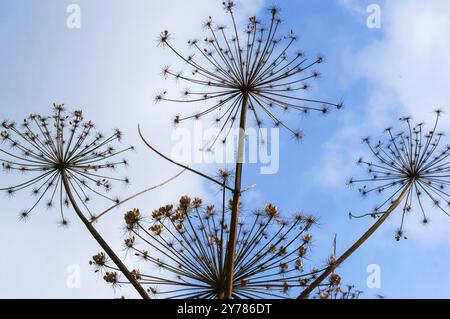 Inflorescences sèches d'une herbe de panais de vache, Heracleum sonowskyi, plante toxique Banque D'Images