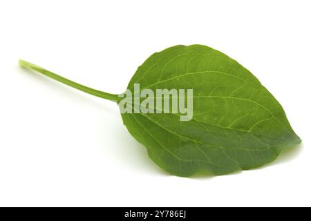 Feuille de plantain, plante médicinale isolée sur fond blanc Banque D'Images