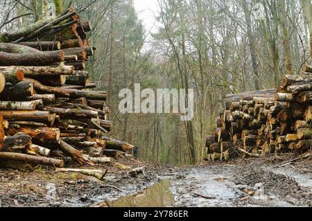 Arbres coupés le long de la route, bûches empilées dans les bois Banque D'Images