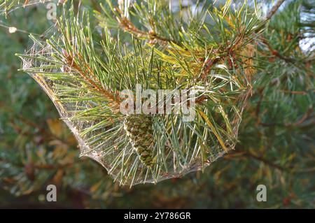 Toile d'araignée sur une branche de pin, aiguilles de pin dans une toile d'araignée en automne Banque D'Images