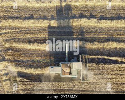 Vue de dessus, moissonneuse-batteuse sur un champ récoltant du blé ou de l'orge. Fauchage et ombrage de l'orge Banque D'Images