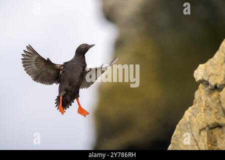 Un pigeon guillemot (Cepphus columba) vole près d'un rocher dans un environnement naturel, Hoonah, Alaska, USA, Amérique du Nord Banque D'Images