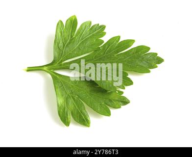 Feuille de persil frais isolée sur fond blanc Banque D'Images