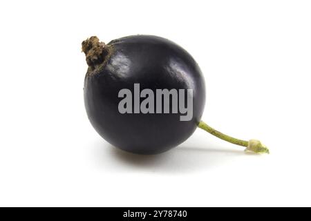 Gros plan sur le cassis sur fond blanc. Baie isolée pour une sélection rapide. Délicieux fruit plein foyer Banque D'Images