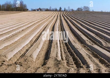 Champ labouré au printemps, sillons lisses de terres agricoles Banque D'Images