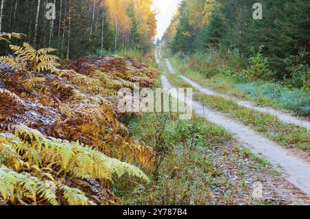 Feuilles jaunies et rougies des arbres, la route dans la forêt d'automne Banque D'Images