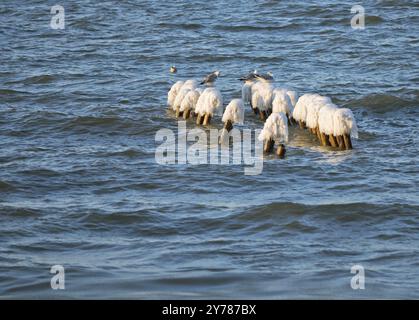 Les goélands debout sur les brise-lames de glace, la glace sur le brise-lames dans la mer Banque D'Images