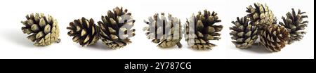 Cônes de pin isolés sur fond blanc, ensemble de 4 photos Banque D'Images