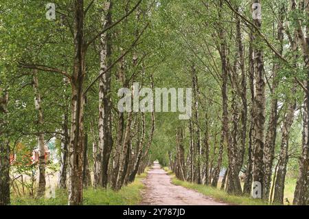 Belle allée de bouleaux, bosquet de bouleaux et un chemin dedans Banque D'Images