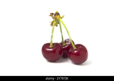 Trois cerises isolées sur fond blanc. Fruits frais, foyer total Banque D'Images