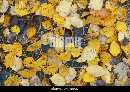 Feuilles jaunies et rougies des arbres en automne, feuilles jaunes d'automne Banque D'Images