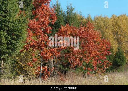 Feuilles d'arbres jaunies et rougies, paysage d'automne Banque D'Images